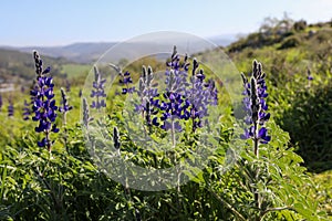 Spectacular spring bloom of Lupinus pilosus aka Blue Lupine, an endemic plant in Israel, Judean mountains, Mediterranean