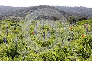 Spectacular spring bloom of Lupinus pilosus aka Blue Lupine, an endemic plant in Israel, Judean mountains, Mediterranean