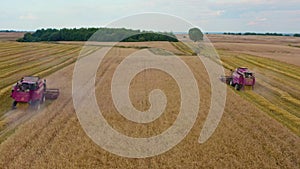 Spectacular straight down zoom out rotating aerial view of two combine harvesters harvesting wheat