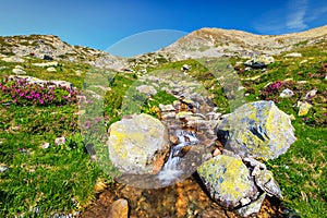 Amazing alpine place with gurgle brook and colorful flowers, Romania