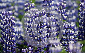 Spectacular Summer Lupines, Iceland