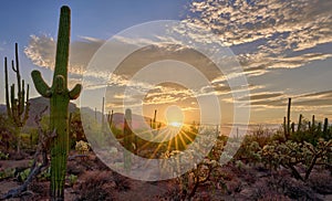 Spectacular sunrise in Sabino Canyon, Tucson, AZ with tall Saguaro cacti against the orange sky