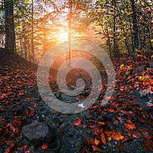 Spectacular sunset landscape,  fairy sunlight in autumn  forest, scenic colorful image, beautiful atmosphere of nature