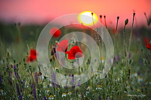 Sunset over a field of poppies and chamomile