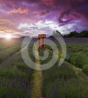 Spectacular sunset over lavender fields photo