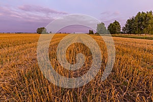 Spectacular sunset over stubble field