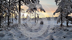 Spectacular sunset view over forest edge and snowy field in snow covered scandinavian forest - absolutely quiet evening, no wind,