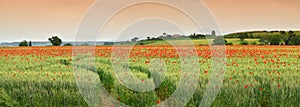 Spectacular Tuscany spring landscape with red poppies in a green wheat field, near Monteroni d`Arbia, Siena Tuscany. Italy