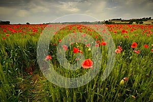 Spectacular Tuscany spring landscape with red poppies in a green wheat field, near Monteroni d`Arbia, Siena Tuscany. Italy