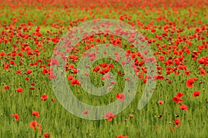 Spectacular Tuscany spring landscape with red poppies in a green wheat field, near Monteroni d`Arbia, Siena Tuscany. Italy