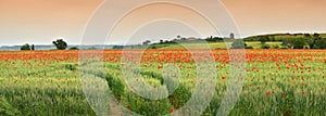 Spectacular Tuscany spring landscape with red poppies in a green wheat field, near Monteroni d`Arbia, Siena Tuscany. Italy photo