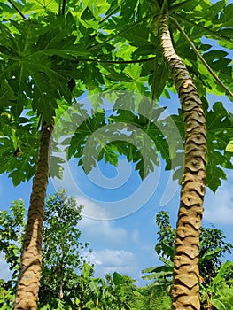 A spectacular view of the blue sky between the papaya tree and its leaves at noon