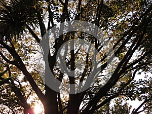 Spectacular view of a tree from the ground up, highlighting the majestic tree trunk, bark & sunlit branches and leaves. White Sky