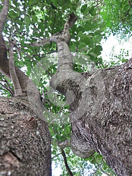 Spectacular view of a tree from the ground up, highlighting the majestic tree trunk, bark & sunlit branches and leaves. White Sky