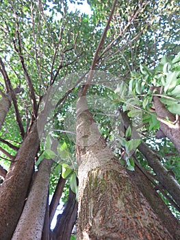 Spectacular view of a tree from the ground up, highlighting the majestic tree trunk, bark & sunlit branches and leaves. White Sky