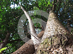 Spectacular view of a tree from the ground up, highlighting the majestic tree trunk, bark & sunlit branches and leaves. White Sky