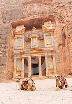 Spectacular view of two beautiful camels in front of Al Khazneh The Treasury at Petra. Petra is a historical and archaeological