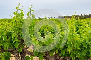 Spectacular vinery landscape with greenn grape vine plants