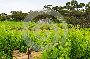 Spectacular vinery landscape with greenn grape vine plants