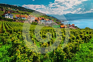 Spectacular vineyards in Lavaux region near Chexbres village, Vaud, Switzerland