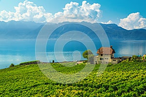 Spectacular vineyards on the shore of the lake Geneva, Switzerland