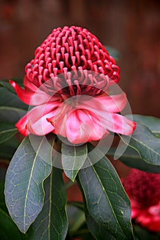 Spectacular Waratah flowering in the garden