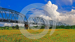 The spectacular Warren Truss Old Railway Bridge over scenic flower field