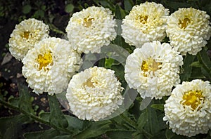 Spectacular white pompom flowers