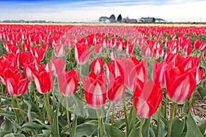Spectacular White Red Tulips Bulb Field