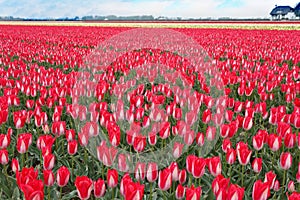 Spectacular White Red Tulips Bulb Field