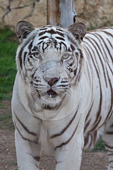 A Spectacular White Tiger shows off its elegant stripes and might.