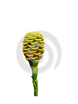 Spectacular zingiber flower with white background ready to use for your projects