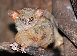 Spectral Tarsier