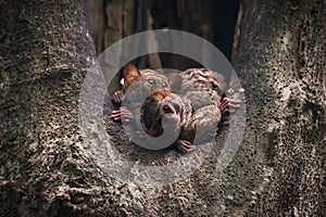 Spectral tarsier family in dusk in a tree hole in Tangkoko National Park, North Sulawesi, Indonesia