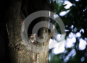 Spectral tarsier with large ears in dusk in a tree hole in Tangkoko National Park, North Sulawesi, Indonesia