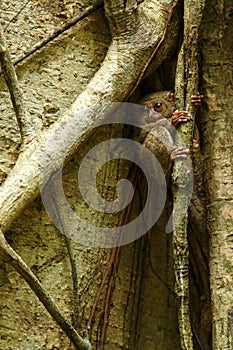 Spectral Tarsier, Tarsius spectrum, portrait of rare endemic nocturnal mammals, small cute primate in large ficus tree in jungle,