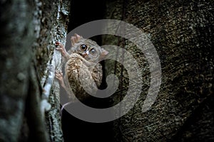 Spectral Tarsier, Tarsius spectrum, portrait of rare endemic nocturnal mammals, small cute primate in large ficus tree in jungle,