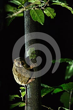 Spectral Tarsier, Tarsius spectrum, portrait of rare endemic nocturnal mammals, small cute primate in large ficus tree in jungle,