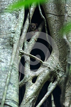 Spectral Tarsier, Tarsius spectrum, portrait of rare endemic nocturnal mammals, small cute primate in large ficus tree in jungle,