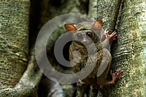 Spectral Tarsier, Tarsius spectrum, portrait of rare endemic nocturnal mammals, small cute primate in large ficus tree in jungle,