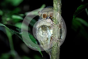 Spectral Tarsier, Tarsius spectrum, portrait of rare endemic nocturnal mammals, small cute primate in large ficus tree in jungle,