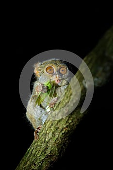 Spectral Tarsier, Tarsius spectrum, portrait of rare nocturnal animal with catch kill green grasshopper, in the large ficus tree,