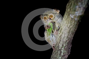 Spectral Tarsier, Tarsius spectrum, portrait of rare nocturnal animal with killed green grasshopper, in the large ficus tree,