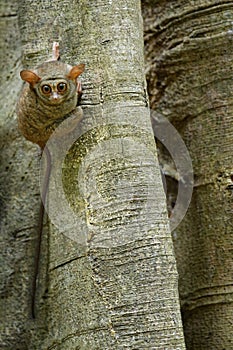 Spectral Tarsier, Tarsius spectrum, portrait of rare nocturnal animal with killed green grasshopper, in the large ficus tree,