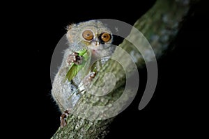 Spectral Tarsier, Tarsius spectrum, portrait of rare nocturnal animal with killed green grasshopper, in the large ficus tree, photo