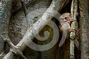 Spectral Tarsier, Tarsius spectrum, portrait of rare nocturnal animal, in the nature habitat, large ficus tree, Tangkoko National