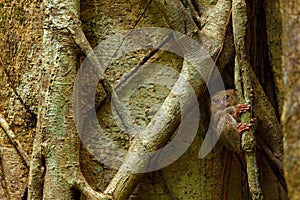 Spectral Tarsier, Tarsius spectrum, portrait of rare nocturnal animal, in the nature habitat, large ficus tree, Tangkoko National photo