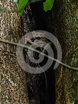 Spectral tarsier, Tarsius spectrum, Tangkoko photo