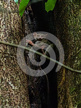 Spectral tarsier, Tarsius spectrum, Tangkoko