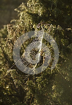 Speder web in a small bush during autumn